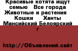 Красивые котята ищут семью - Все города Животные и растения » Кошки   . Ханты-Мансийский,Белоярский г.